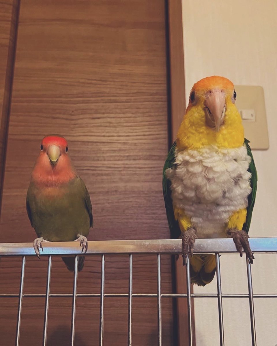 ぱんな★ウィペットちゃん ウィペット - Search / X