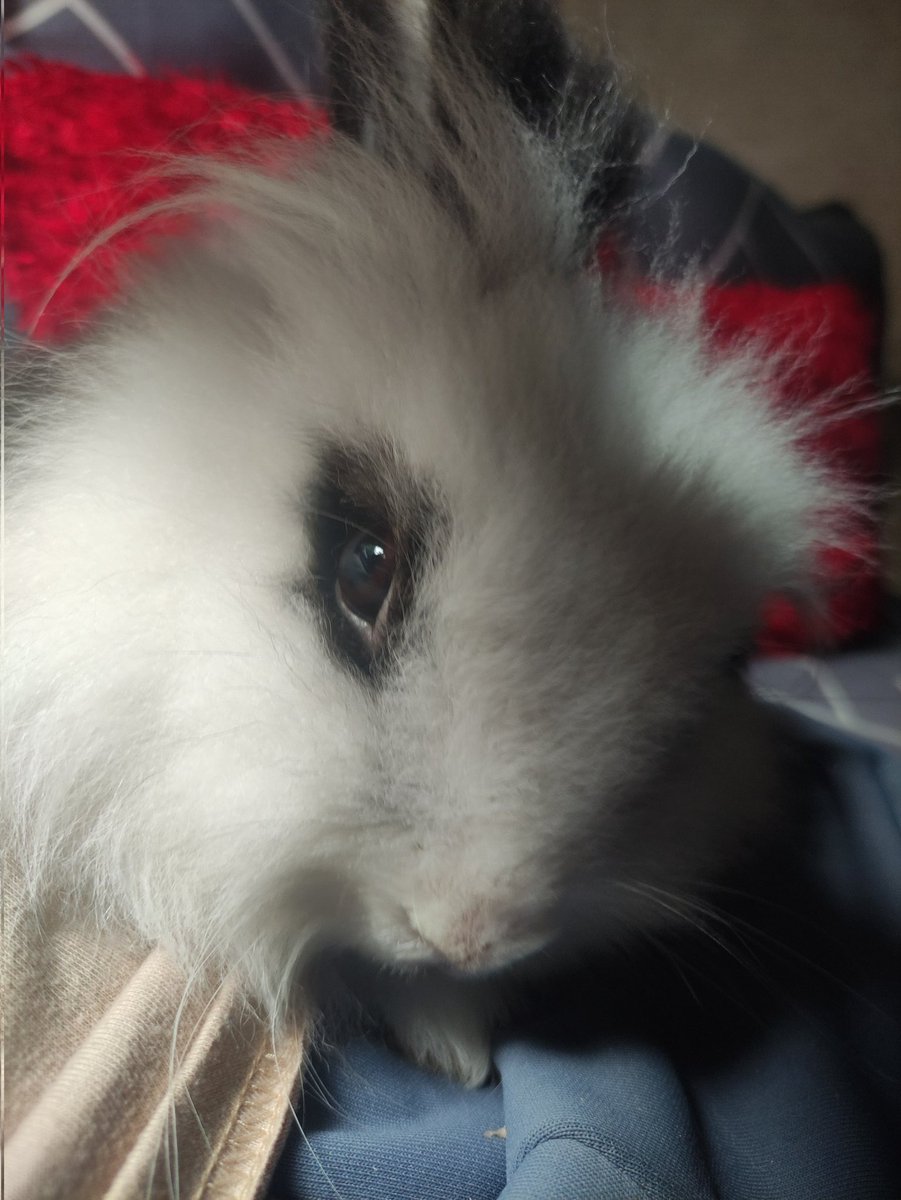 Karlito_312's tweet photo. Sorry mom. Best I can do is another animal https://t.co/Le1rFytHYm