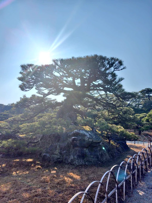 栗林公園と高知城良かった 10年後位に盆栽趣味にしたいと思った