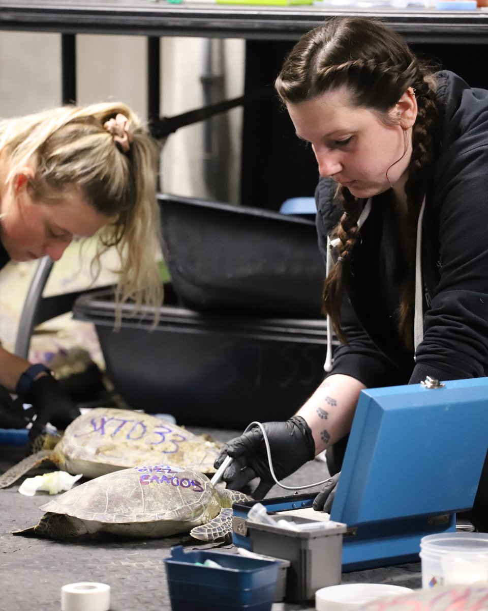 TXStateAquarium's tweet photo. Today, Wednesday, January 22, 2025, we admitted 405 cold-stunned #seaturtles to our Center for #WildlifeRescue.

#endangeredspecies #savetheturtles #texas #corpuschristitx #coldstunnedseaturtles #animalrescue #animalhealth #wildliferescue #texasturtles #texascoldweather # https://t.co/fD3GYwhIDE