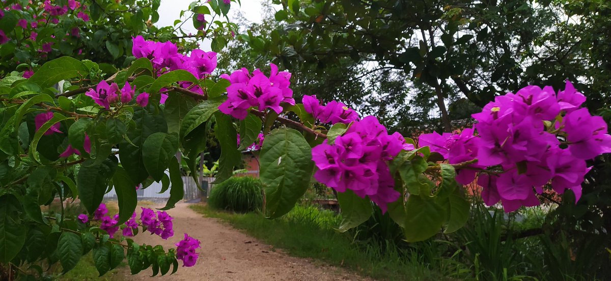 Tempo bom com variação de nuvens no amanhecer desta quinta-feira 23/01/25 em Dom Joaquim/ Brusque. A temperatura neste momento 5:52 no bairro se encontra na marca dos 24°C.