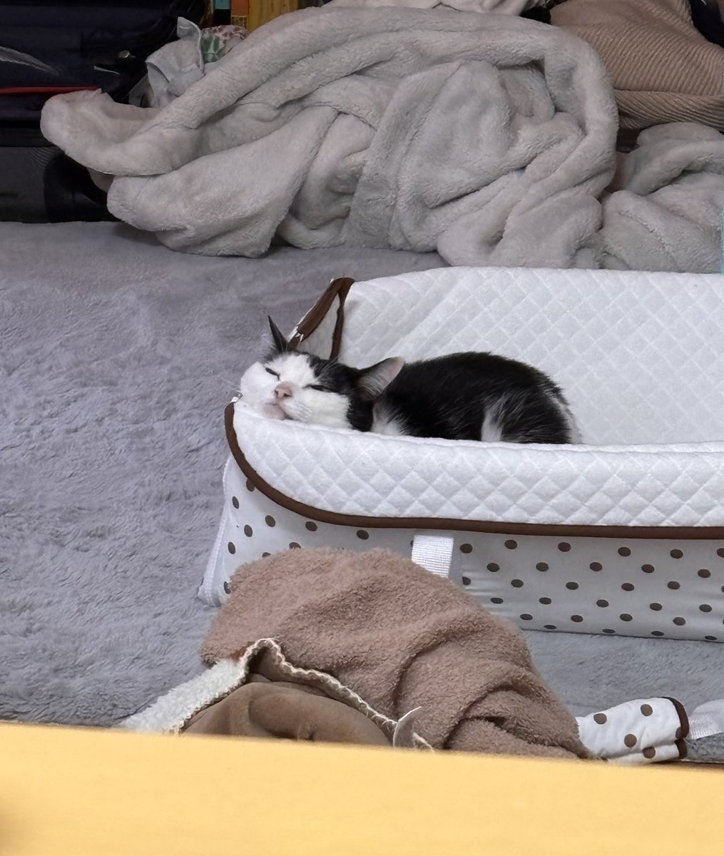 FhKby's tweet photo. 生後2ヶ月は動くものを目で追いかける追視が始まって、なおかつ白黒とかのコントラストがはっきりした色が分かりやすいらしいけど、そんな存在なかなか―― https://t.co/m8lKmMD71F