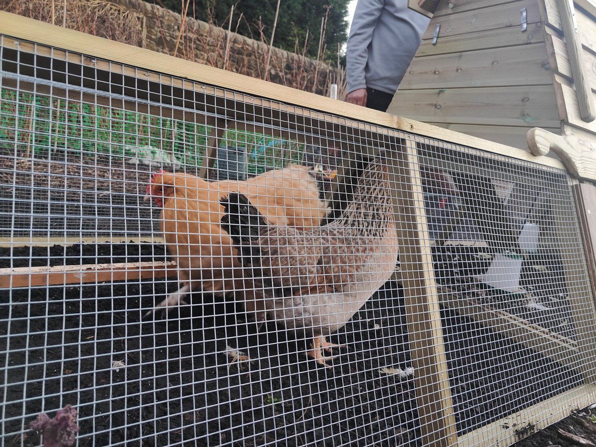 sheinaz stansfield QI tweet media