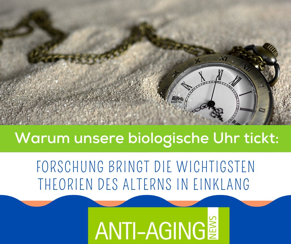 AntiAgingNews3's tweet photo. Was verursacht das #Altern auf molekularer Ebene? Forscher beschreiben eine nie dagewesene Verbindung zwischen den beiden am meisten akzeptierten Erklärungen: zufällige genetische Mutationen &amp; vorhersehbare epigenetische Veränderungen. 

Mehr Infos unter:

https://t.co/OPaVLXOjHJ https://t.co/O5FHzeya8C