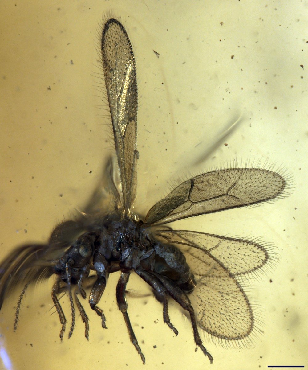 JouaultCorentin's tweet image. New paper out✍️: A new Archipsocidae (Psocodea: Psocomorpha) from the middle Miocene Zhangpu amber, China 
tinyurl.com/y9v7ty4r
@morethanadodo