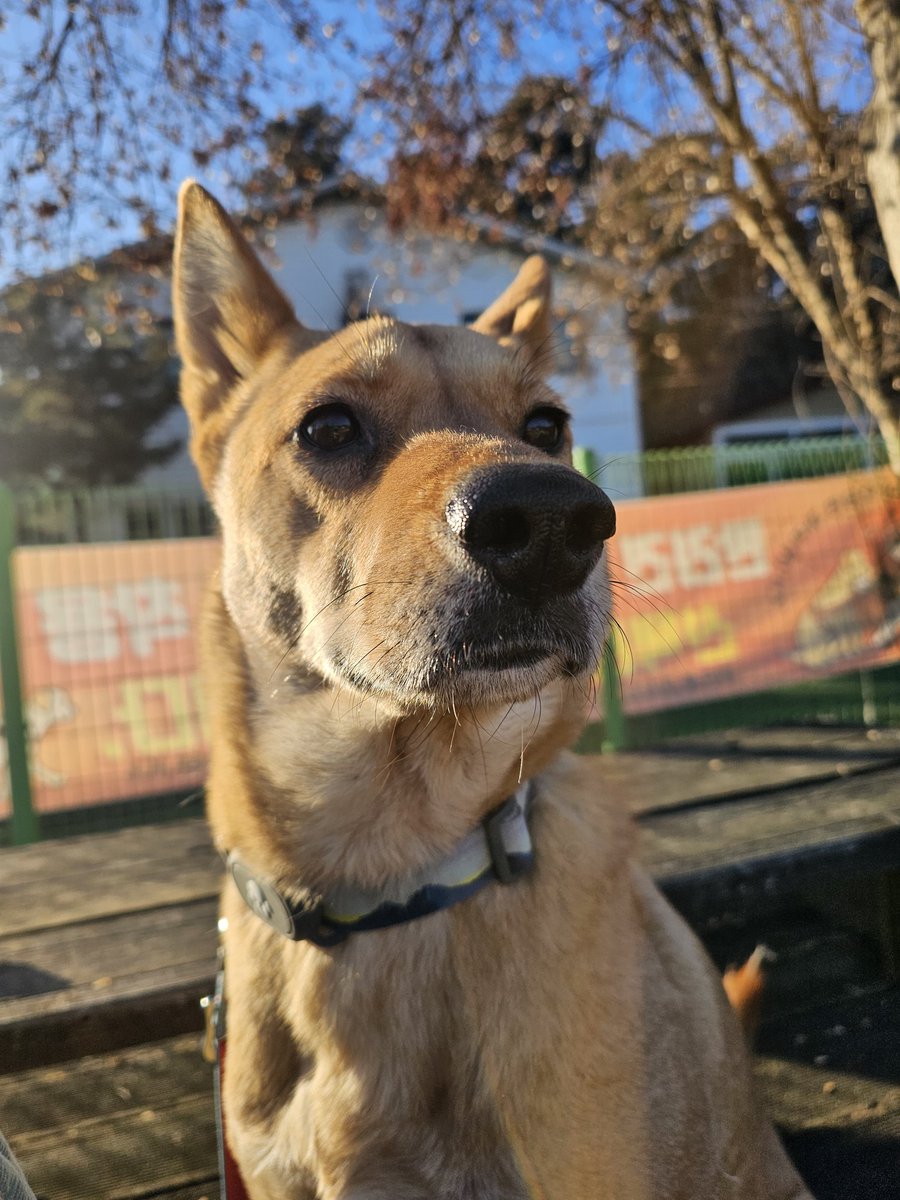 개가...없는 사람들은....이 정적 고요함을 어케 버티지...?
강아지들하고 떨어진디 한시간도 안댓는데
너무 고요하고 조용하고...
공허하네 주변이