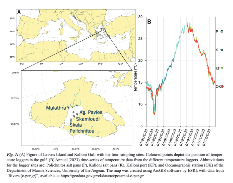 NIKOLAOU, A., PAPADIMITRIOU, E., KIOURANI, E., &amp; KATSANEVAKIS, S. (2024). Pinna nobilis refugia breached: Ongoing Mass Mortality Event in the Gulf of Kalloni (Aegean Sea). Mediterranean Marine Science, 25(3), 747–752. doi.org/10.12681/mms.3…
#Pinnanobilis