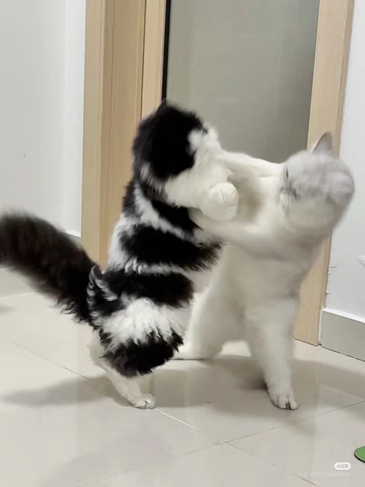 nocontextscats's tweet image. 🤜🤛