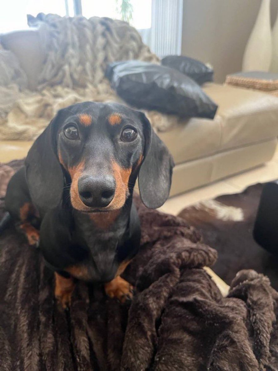 <a href="/cryptobeastreal/">Chris Woytko</a> $SYNDOG

CA: 0x3D1D651761D535Df881740AB50Ba4BD8a2EC2C00