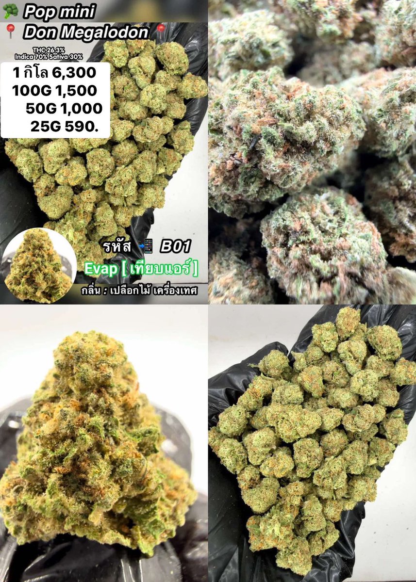 CThiland965's tweet photo. สั่งซื้อคลิกลิงค์นี้👇🛒🚬
https://t.co/4bvt29y1Fl

เช็คเคดิตกลุ่ม💚❤️🚀
รูปภาพเพิ่มเติมทักแชทไลน์ร้านมา🖖💚👌

📌จีละหลักสิบ💐🍁 ใบทริม
#กรีนแคร็ก #ห่างกระรอก

#พันลำ #joint #WRA #กัญชาออแกนิค #CANNABIS #กัญชาฝั่งธน #จรัญฯ #GreenCack #เชียงราย #เชียงใหม่ #ลำปาง #กรุงเทพ #ชุมพร https://t.co/I810oKiI3C
