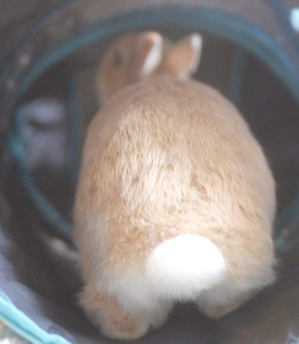 まんまるちっぽ