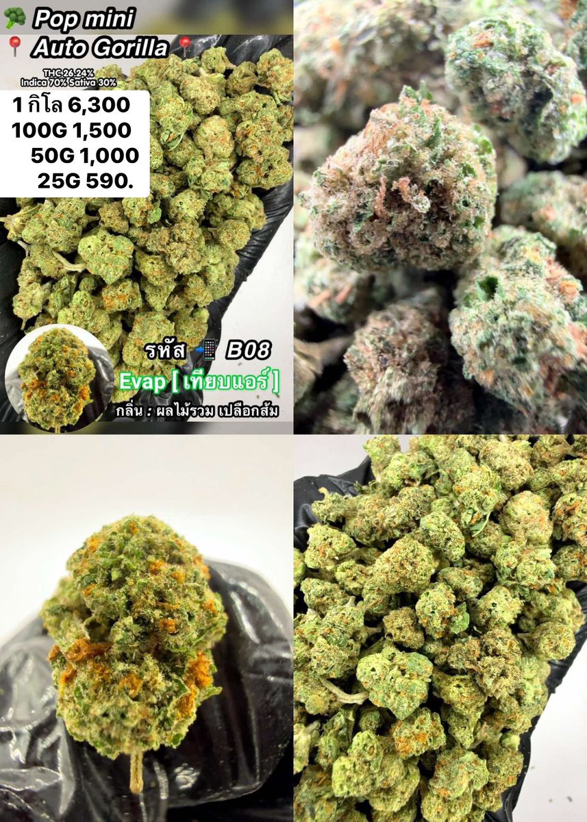 CThiland965's tweet photo. สั่งซื้อคลิกลิงค์นี้👇🛒🚬
https://t.co/4bvt29y1Fl

เช็คเคดิตกลุ่ม💚❤️🚀
รูปภาพเพิ่มเติมทักแชทไลน์ร้านมา🖖💚👌

📌จีละหลักสิบ💐🍁 ใบทริม
#กรีนแคร็ก #ห่างกระรอก

#พันลำ #joint #WRA #กัญชาออแกนิค #CANNABIS #กัญชาฝั่งธน #จรัญฯ #GreenCack #เชียงราย #เชียงใหม่ #ลำปาง #กรุงเทพ #ชุมพร https://t.co/V3DcPmXd5W