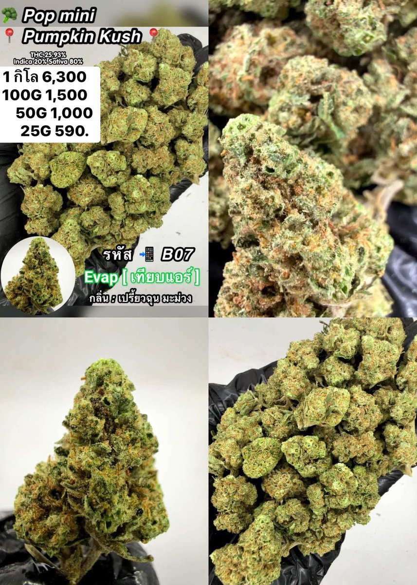 CThiland965's tweet photo. สั่งซื้อคลิกลิงค์นี้👇🛒🚬
https://t.co/4bvt29y1Fl

เช็คเคดิตกลุ่ม💚❤️🚀
รูปภาพเพิ่มเติมทักแชทไลน์ร้านมา🖖💚👌

📌จีละหลักสิบ💐🍁 ใบทริม
#กรีนแคร็ก #ห่างกระรอก

#พันลำ #joint #WRA #กัญชาออแกนิค #CANNABIS #กัญชาฝั่งธน #จรัญฯ #GreenCack #เชียงราย #เชียงใหม่ #ลำปาง #กรุงเทพ #ชุมพร https://t.co/V3DcPmXd5W