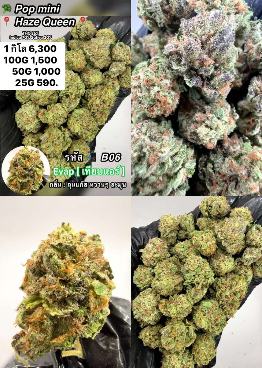 CThiland965's tweet photo. สั่งซื้อคลิกลิงค์นี้👇🛒🚬
https://t.co/4bvt29y1Fl

เช็คเคดิตกลุ่ม💚❤️🚀
รูปภาพเพิ่มเติมทักแชทไลน์ร้านมา🖖💚👌

📌จีละหลักสิบ💐🍁 ใบทริม
#กรีนแคร็ก #ห่างกระรอก

#พันลำ #joint #WRA #กัญชาออแกนิค #CANNABIS #กัญชาฝั่งธน #จรัญฯ #GreenCack #เชียงราย #เชียงใหม่ #ลำปาง #กรุงเทพ #ชุมพร https://t.co/V3DcPmXd5W