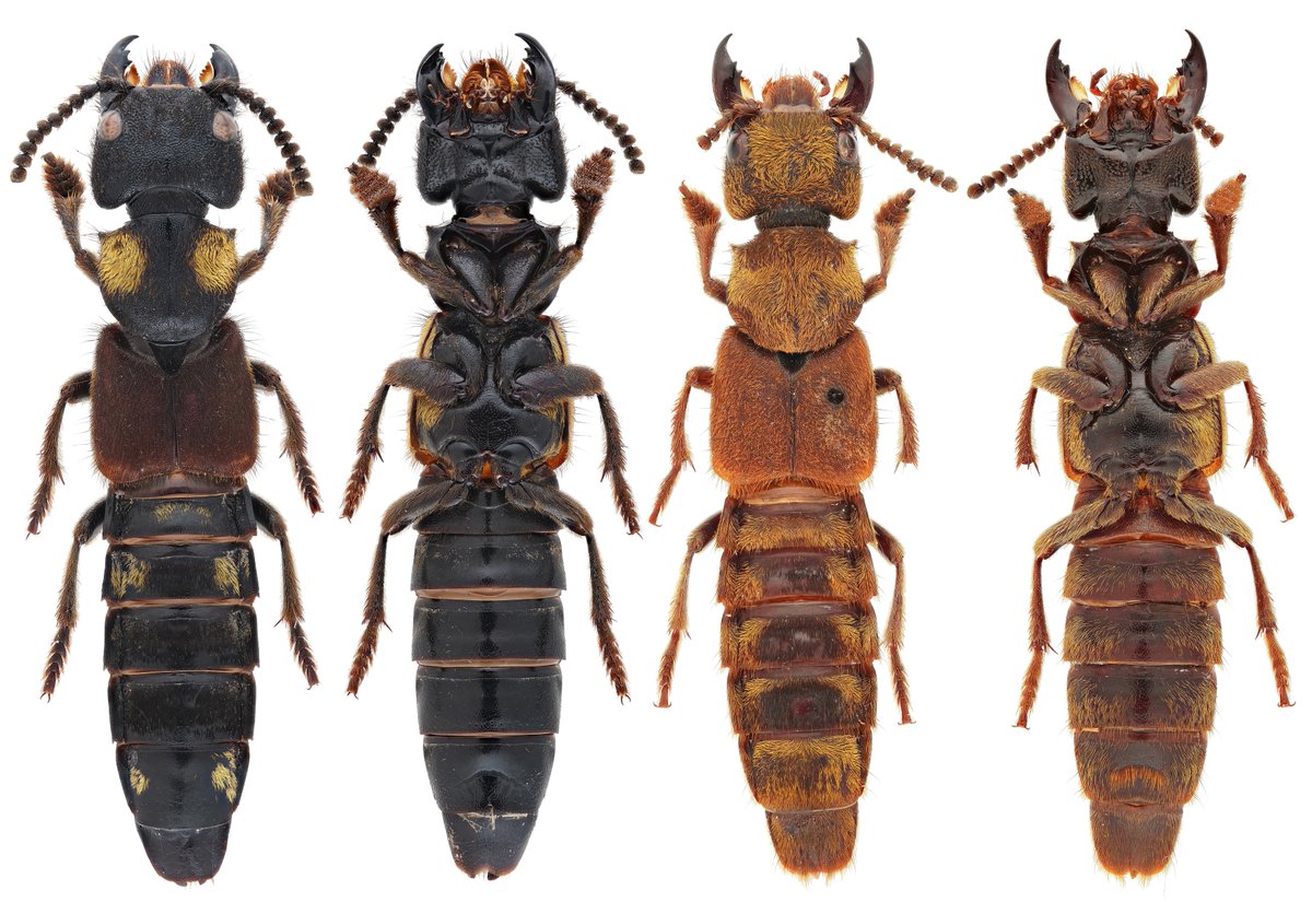 Naddia alexeyi sp. nov. and Naddia tangi sp. nov. are published today!

Full-text request:
reurl.cc/zpENVe