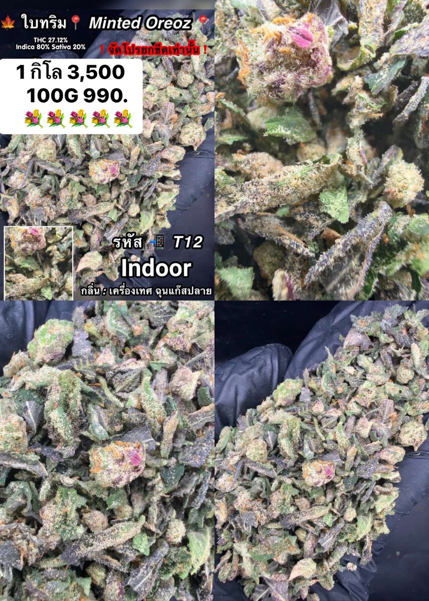 CThiland965's tweet photo. สั่งซื้อคลิกลิงค์นี้👇🛒🚬
https://t.co/4bvt29y1Fl

เช็คเคดิตกลุ่ม💚❤️🚀
รูปภาพเพิ่มเติมทักแชทไลน์ร้านมา🖖💚👌

📌จีละหลักสิบ💐🍁 ใบทริม
#กรีนแคร็ก #ห่างกระรอก

#พันลำ #joint #WRA #กัญชาออแกนิค #CANNABIS #กัญชาฝั่งธน #จรัญฯ #GreenCack #เชียงราย #เชียงใหม่ #ลำปาง #กรุงเทพ #ชุมพร https://t.co/3UoIspVT22
