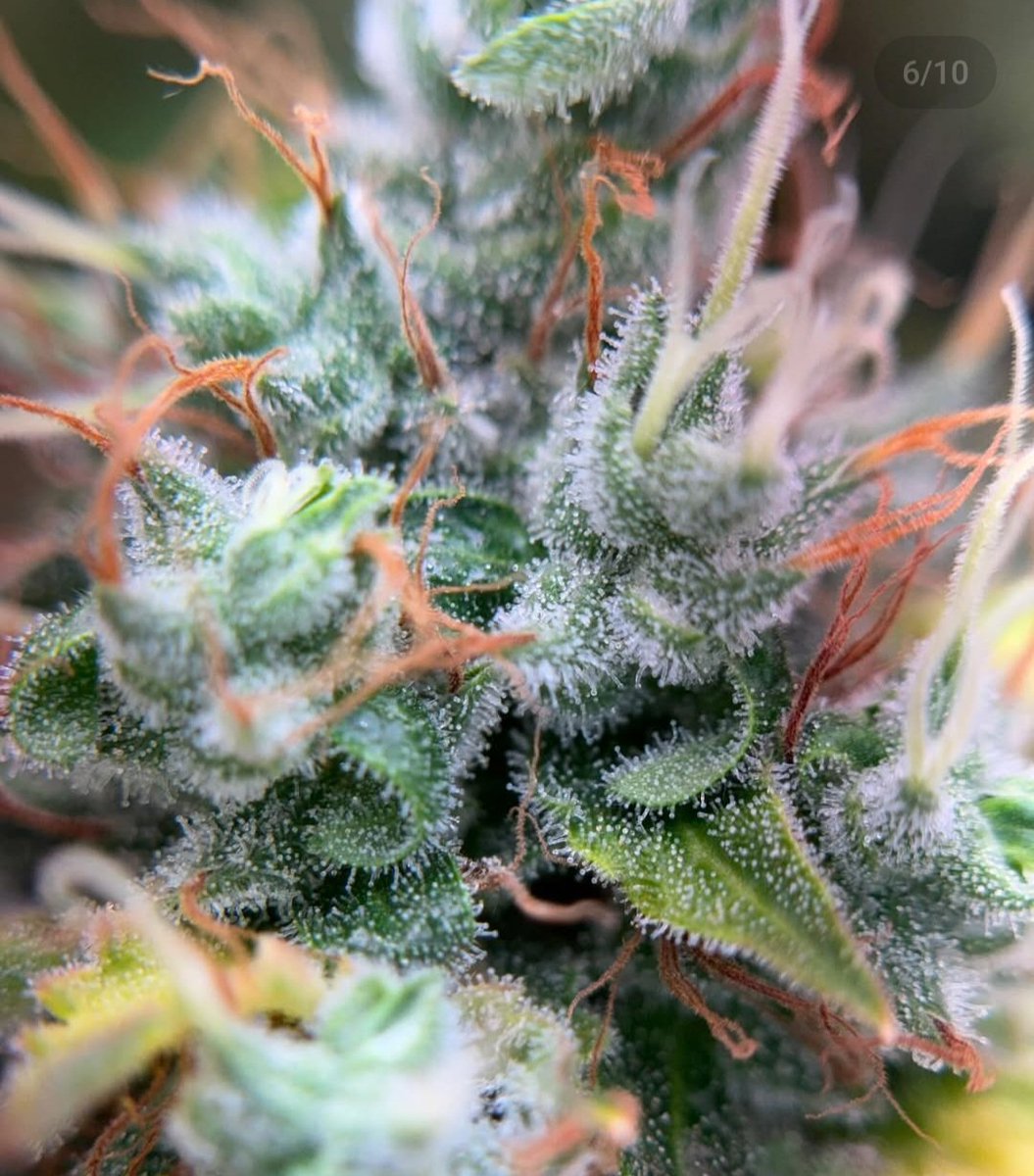 KannabiaSeedsDE's tweet photo. RS11 von #KannabiaSeeds 🌱 @IntKannabia @KannabiaSeeds @Kannabia_US

📷 Credits: (IG) @dogdoctorofficial Dankeschön 💯🙏😍🧡💚

ℹ️ #RS11 #Hanfsamen ➡️ https://t.co/PAxqCEra96

Fem ♀️
#PinkGuava x Sunset Sherbert
Hybride mit Indicadominanz

#WeedLovers #cannabisculture #trichomes https://t.co/2zPKYtZBQ3