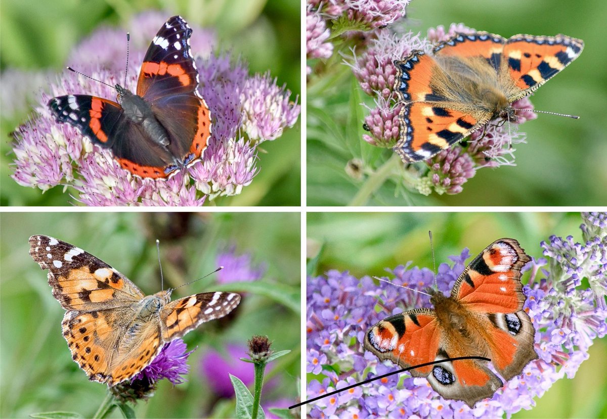 Legend says that when the Great Spirit created Earth, he decorated the mountains with small colourful stones. Charmed by their beauty, the South Wind breathed life into the stones, which grew wings and fluttered away. This is how the first butterflies were made! #FolkloreThursday