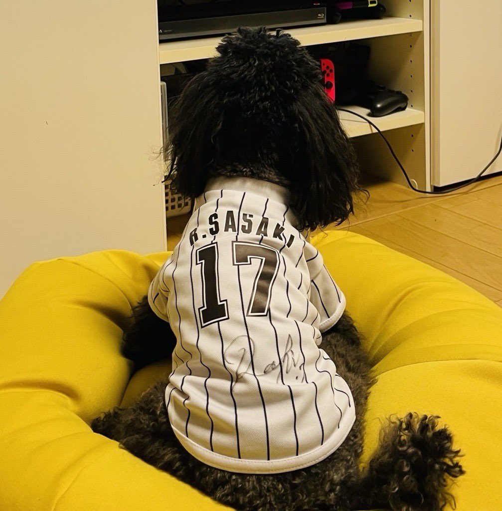 chibalotte_pr's tweet photo. 話題の愛犬ラムちゃんの秘蔵写真。
頑張れ！#佐々木朗希 投手。

We are all with you.
#chibalotte #広報 https://t.co/VXwOWHPUyl