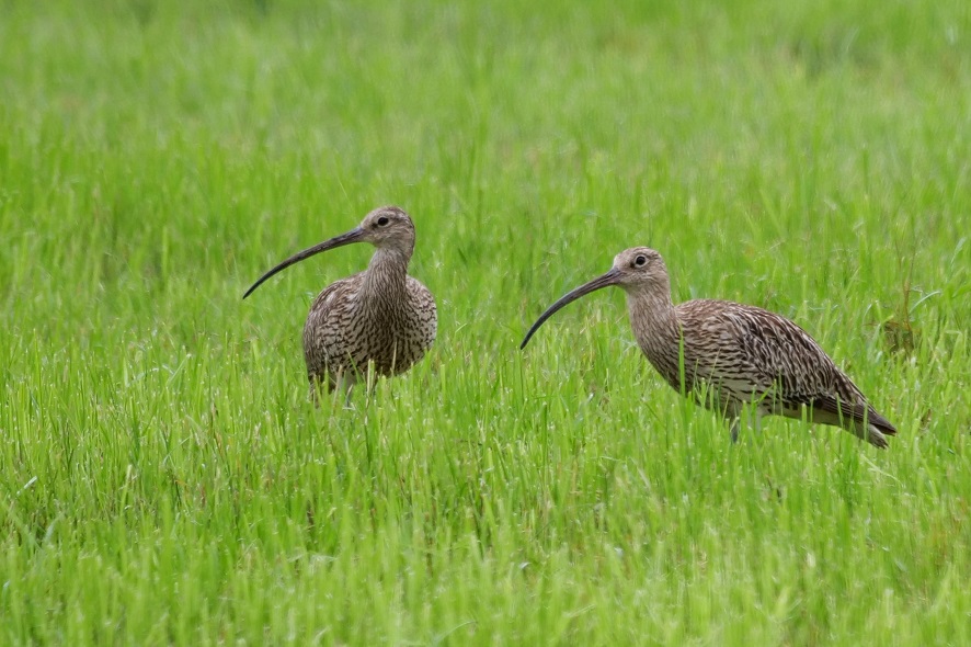 Jetzt schon vormerken! Unsere alljährliche Ostermontagsexkursion ins Ried bei Wolfurt findet dieses Jahr am 21.4. statt: naturschutzbund.at/terminreader/e…