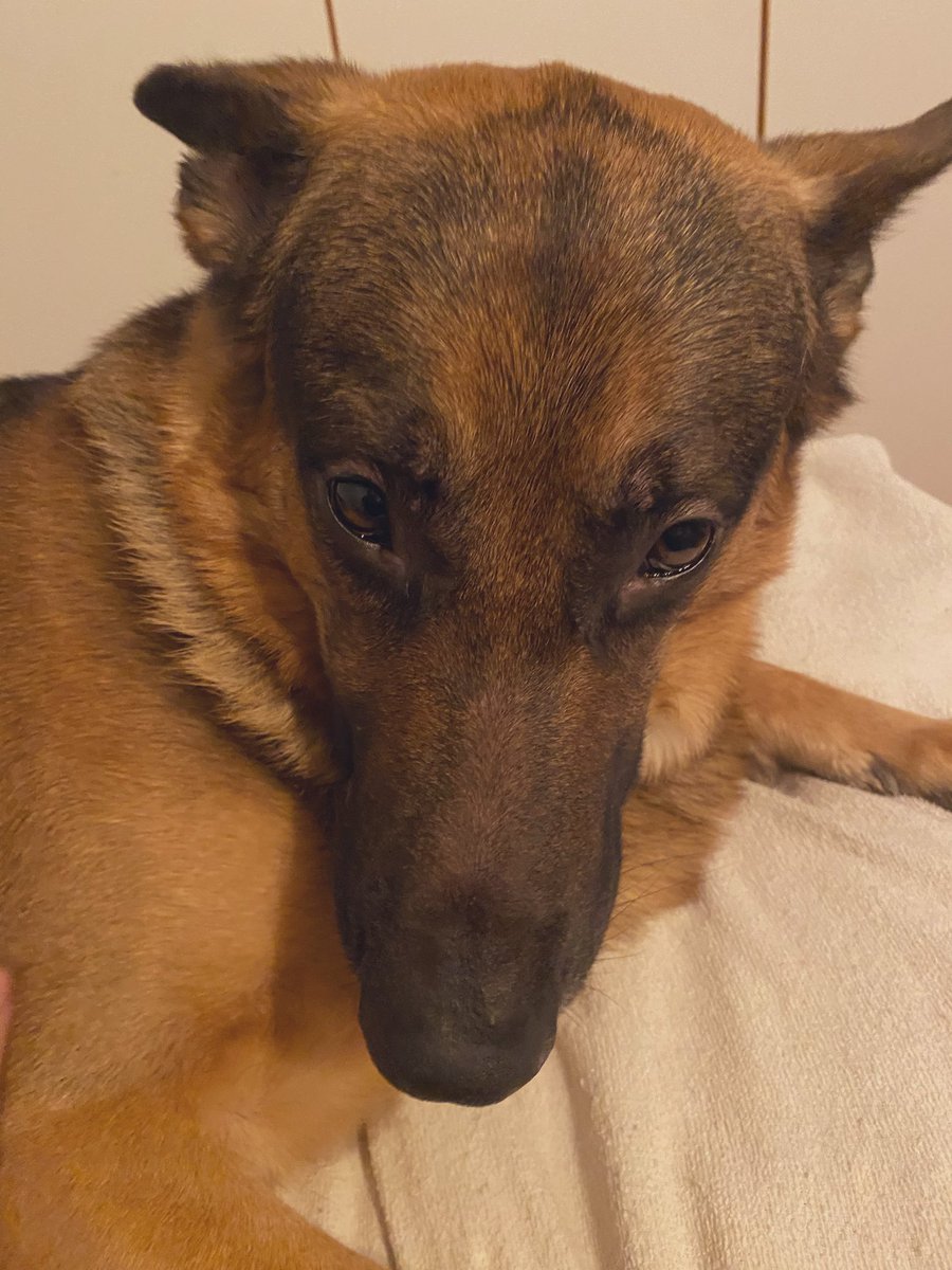 Emäntä on vitsikäs. Se sanoi, että jos se syö pimeässä, niin ei näe, että meikäläinen on ihan just kuolemassa nälkään ja elämän valo jo hiipuu silmistä (kutsutaan myös nappisilmiksi, joiden kerjäystä ei voi vastustaa, toim.huom.)

Kylläpä naurattaa tämä. Ha ja ha. 
Huokaus.