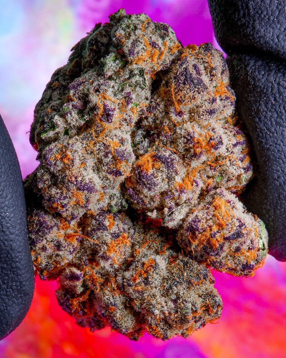 _StonersRUs_'s tweet photo. Sundaze 🔥💨 https://t.co/LCxq6A0FQg