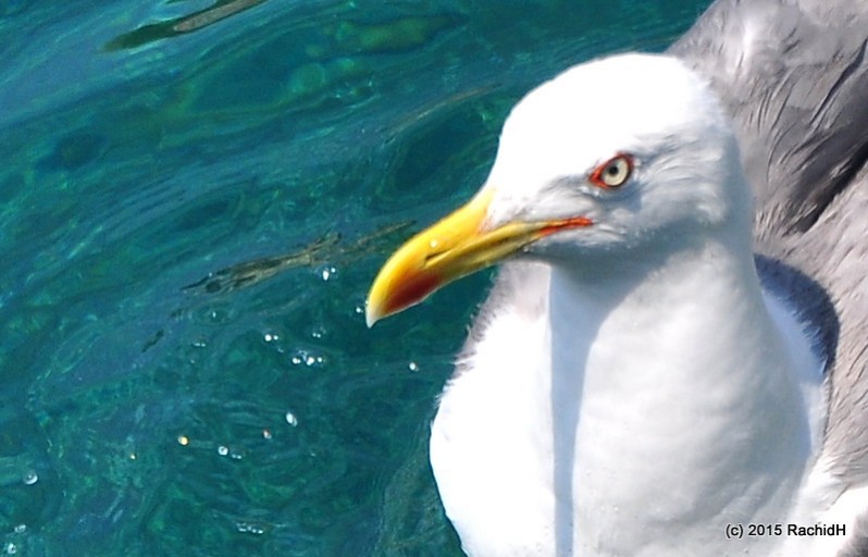 rachidH's tweet photo. #Seagull #Gull #EuropeanHerringGull #Larus #Largentatus #GoélandArgenté #Goéland #Mouette #KelyfosIsland #TurtleIsland #Halkidiki #CentralMacedonia #Greece #Hellas #Ornithology
Rachid H shared a photo with you from the Flickr app! Check it out:
https://t.co/8tYTL9joW6 https://t.co/ofUu9zHTuj