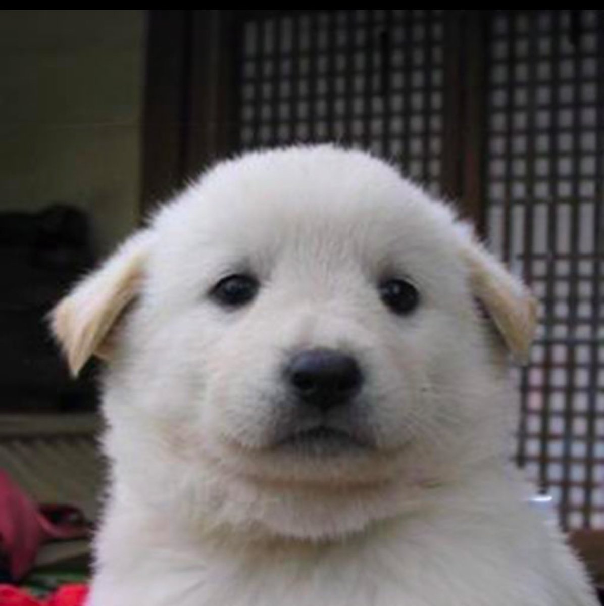 Rektoshi88's tweet photo. @DMTLAND_ Tired of AI coins?

Buy $BUD instead and bring back the Dog meta!

CA
2owqZ2QEioT6qsgHoHxDrCFSTVJwyBzjRQKfjmjVpump https://t.co/36Dp83OuGm