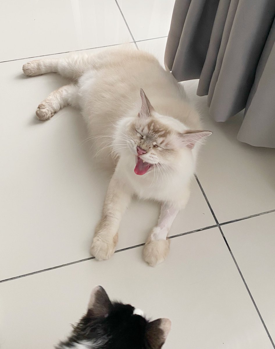 frdsh_'s tweet photo. Bawak budak ni gi vet sebab sakit kaki. Doc cakap takde luka or retak apa pun. Sebabnya adalah gemok sangat 😭 So bila naik turun tangga, kaki tak mampu menampung berat badan. Letihlah saya macam ni bang 😭 https://t.co/agEkRoJcib