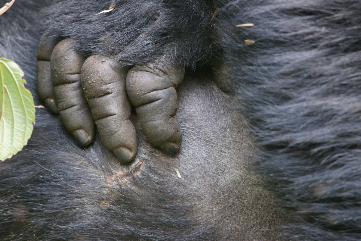 BwindiPark's tweet photo. Want to see Bwindi's gentle giants up close? Join a gorilla habituation experience! Spend 4 hours with a gorilla family. It's wild immersion! Book this unique adventure at https://t.co/hW2V5bwRcD! #bwindiimpenetrablepark
#bwindinationalpark
#bwindipark https://t.co/igyPZqd4qs