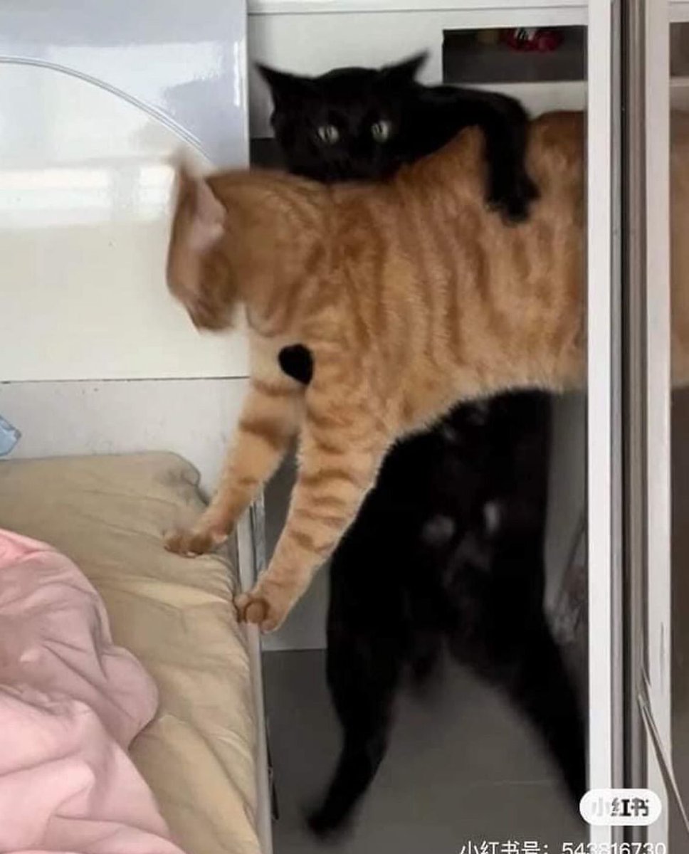 blackscats's tweet photo. https://t.co/sbzytqZOOS