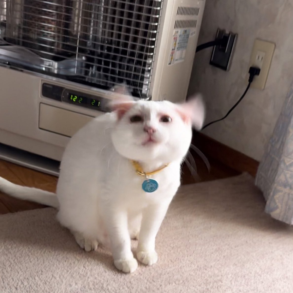 gatinarios's tweet image. she was a 🧚🏻‍♀️