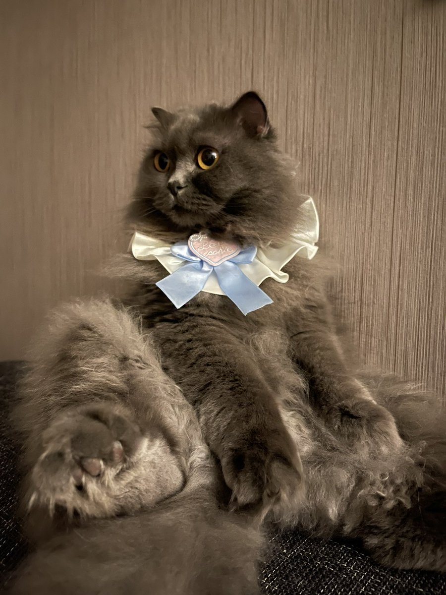 胖虎是只猫.XDOG tweet media