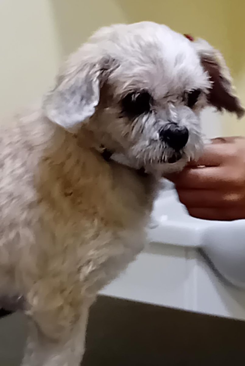 Special appeal, please retweet to help Lola find a home, aged 12, almost totally blind,  #DONCASTER #UK   Details or apply for Lola below👇 bestlifedogrescue.co.uk/dogs-for-adopt……… Our super sweet little older lady Lola is now ready to find her forever home.  This 12 year old little