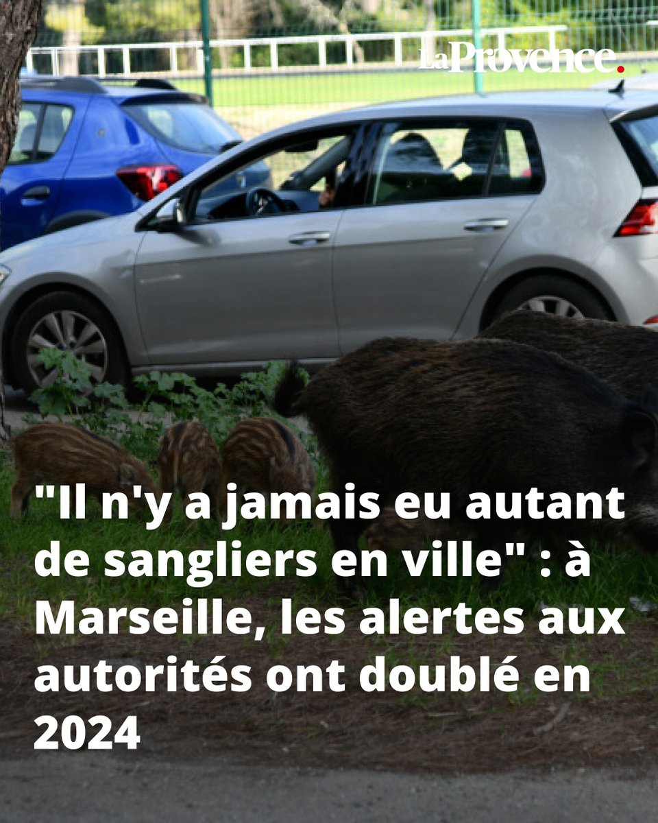 laprovence's tweet photo. Attirés par les poubelles, les sangliers désertent les massifs et sèment la panique dans les résidences et les écoles. 👉 https://t.co/vBLuolqn6Z https://t.co/nMQf8MdpD1