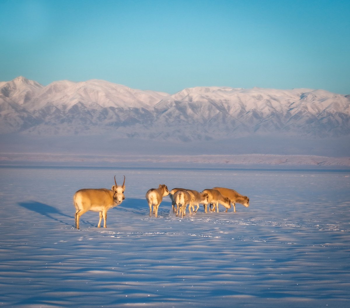 SCA (@saigaca) on Twitter photo 🦌 Thanks to the efforts of <a href="/WWFMongolia/">WWF-Mongolia</a> & local partners, saiga numbers grow by 49% in 2024.
But the fight isn’t over—threats like habitat loss & diseases persist.
📖 Read more: saiga-conservation.org/wp-admin/post.… 🦌 Thanks to the efforts of <a href="/WWFMongolia/">WWF-Mongolia</a> & local partners, saiga numbers grow by 49% in 2024.
But the fight isn’t over—threats like habitat loss & diseases persist.
📖 Read more: saiga-conservation.org/wp-admin/post.…