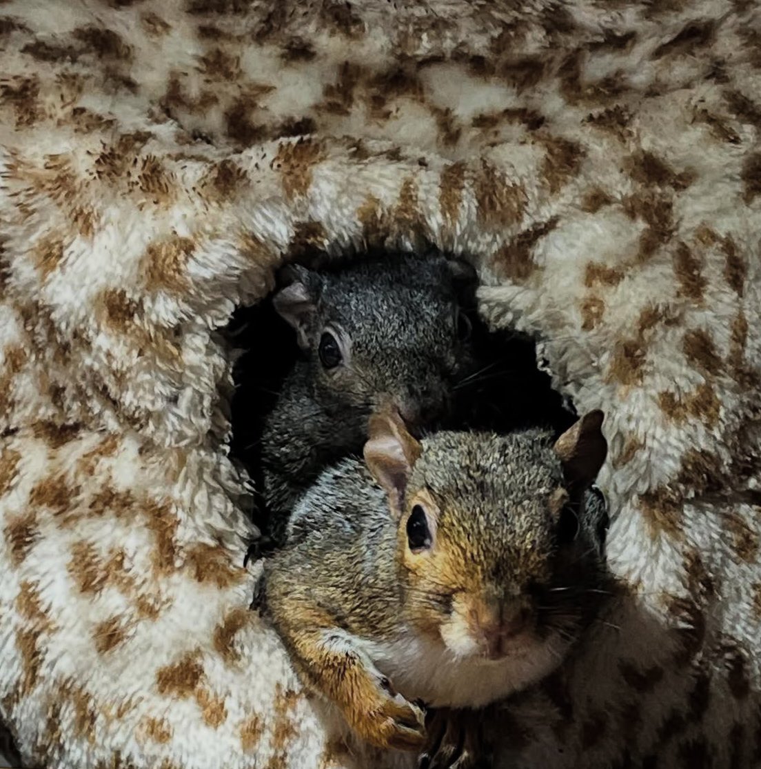 We are running low on funds and we also need to get JJ and Rusty neutered if you can help by donating a £1 or more we would really appreciate it 🩶🐿️🐿️🐿️🐿️ hitchinsquirrelrescue.co.uk