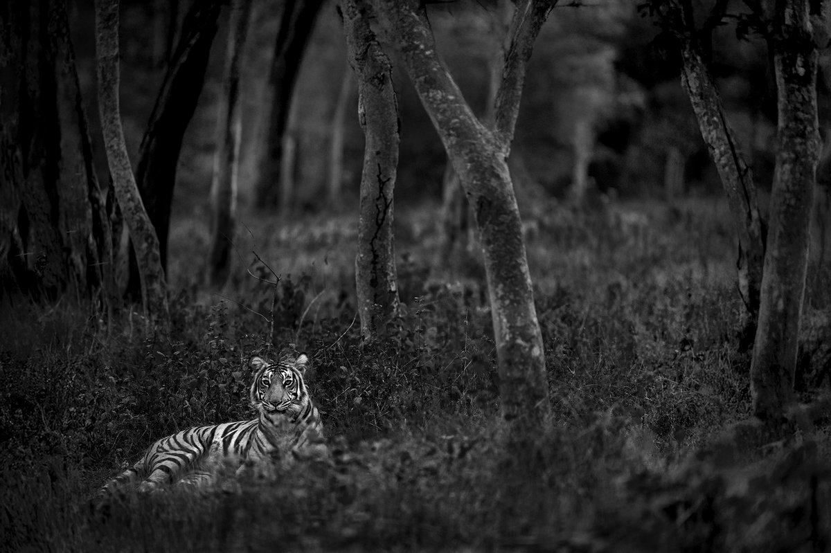 Magge Female, the enigmatic #tigress of #Kabini, frozen in a moment of silent power. The #blackandwhite treatment is done to deepen the intensity which can offer a new perspective on her fierce beauty and the mystery of the wild. 

#tiger #karnatakaforest  #karnataka