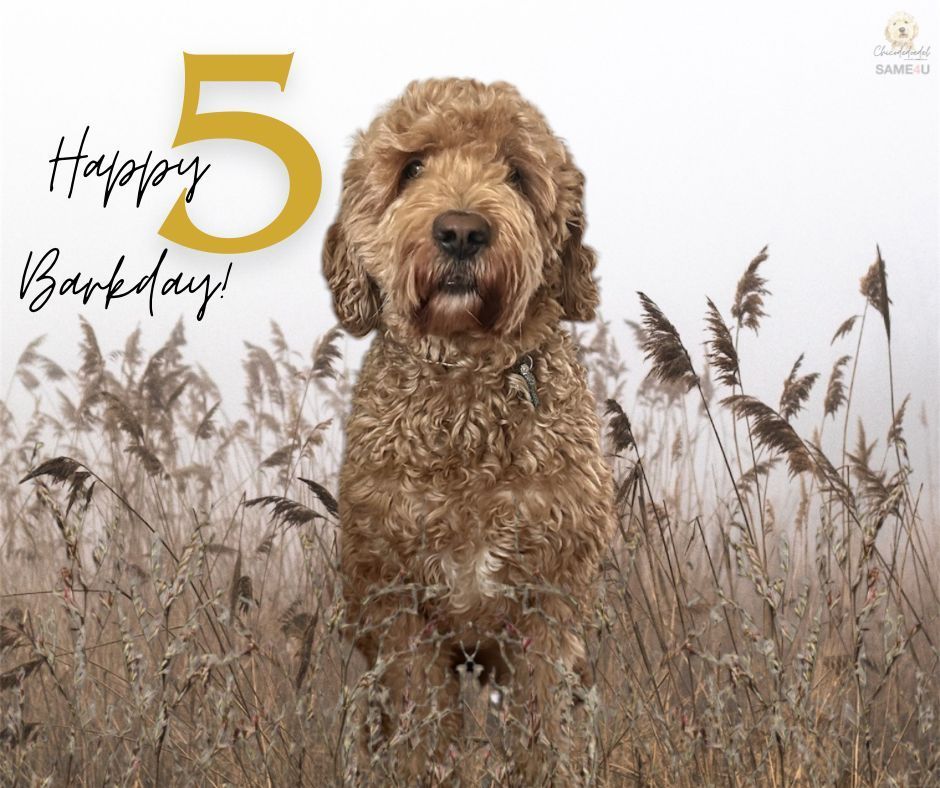 Chicodedoedel tweet media