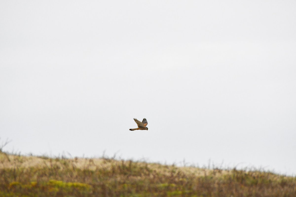 Duinwachter Rick spotte deze torenvalk, die op zoek naar prooi op één plek in de lucht bleef hangen. Wist je dat dat 'bidden' heet? Zodra hij zijn prooi heeft gespot, duikt hij naar beneden. Omdat zijn kop zwaarder is dan zijn achterlijf, kan hij snel duiken! 🦅
