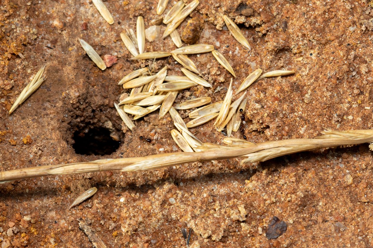 Weed seed harvesting ants hard at work in the paddock despite the Northam heat. Spent seeds are discarded at the top of the nest. A 2016 WA <a href="/WANTFA_farming/">WANTFA</a> study supported by <a href="/GRDCWest/">GRDC West</a> &amp; <a href="/AHRI_Team/">AHRI</a> identified three native ant species with potential as biocontrol agents for