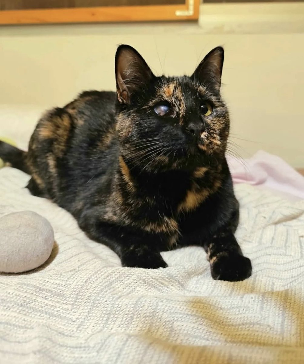 ⚠️Caso externo⚠️

Ya sabéis que las carey son las que más difícil tienen encontrar una familia... + Si tienen un ojito así.

Pero sé que va a aparecer en el TL de la persona correcta 

Paris tiene aproximadamente 2 años, es una gata muy muy cariñosa y juguetona. Está chipada,