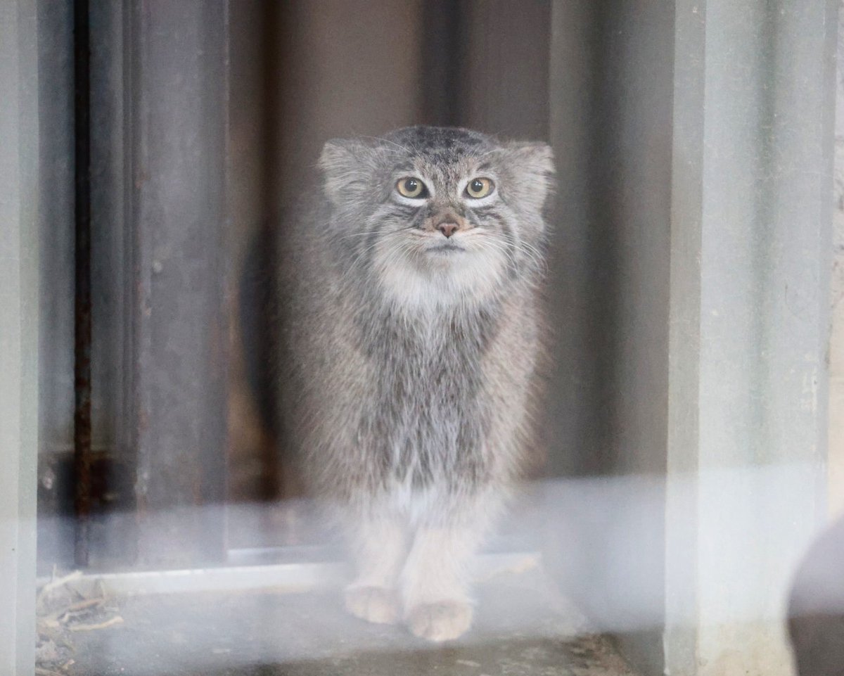 higashiyama5555's tweet photo. 可愛いミーニャ🐱🐾

#東山動植物園　#マヌルネコ https://t.co/HSGCbzBPsB