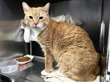 PeterAskin1's tweet photo. Ginger "Buddy" all alone & adrift
& no one wants to give him a lift!
Has FIV & okay with any peaceful cat
& NYC ACC is where he's at!
If you're the adopter best act fast
before he breathes his last!
Pledges too will save his life
& free him from fear & strife! 🙏
VERY URGENT!
https://t.co/np04o63NBU
