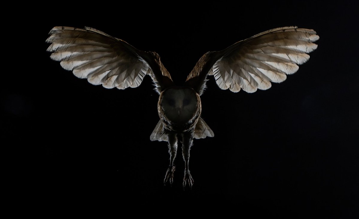 Owl angel 😇 
Back lit barn owl. 
<a href="/BBCSpringwatch/">BBC Springwatch</a> <a href="/Natures_Voice/">RSPB</a>
#nature #wildlife #BBCWildlifePOTD #wildlifephotography #NaturePhotography #owls #BirdsOfPrey #Nikon #Winterwatch #Winterwatchlist #WINTER #January