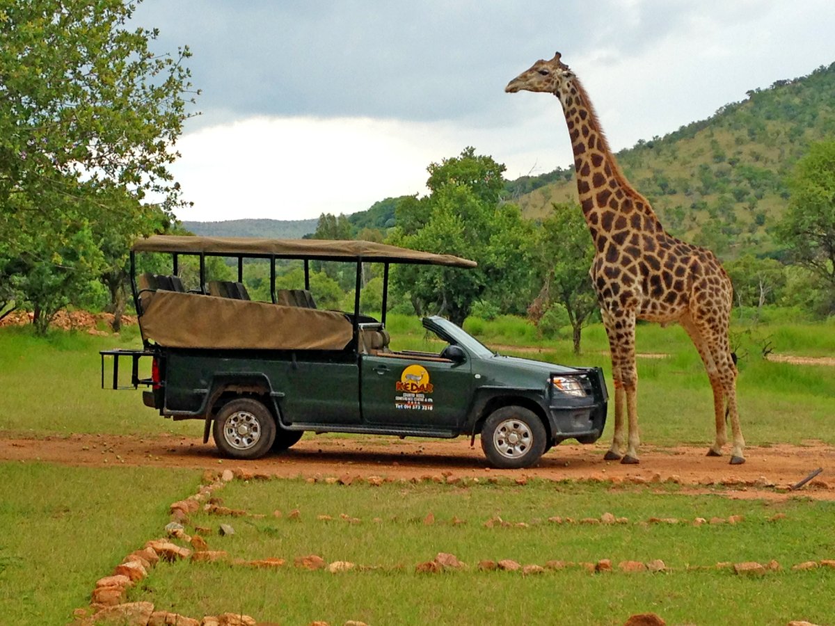 KedarLodge's tweet photo. Embark on an unforgettable adventure at Kedar Heritage Lodge! Join us for an exhilarating game drive through breathtaking landscapes, where you’ll get up close with Africa’s iconic wildlife in their natural habitat 🦒
Book your experience today 014 573 3218 kedaradmin@rali.co.za https://t.co/wOJ5SOwlQT