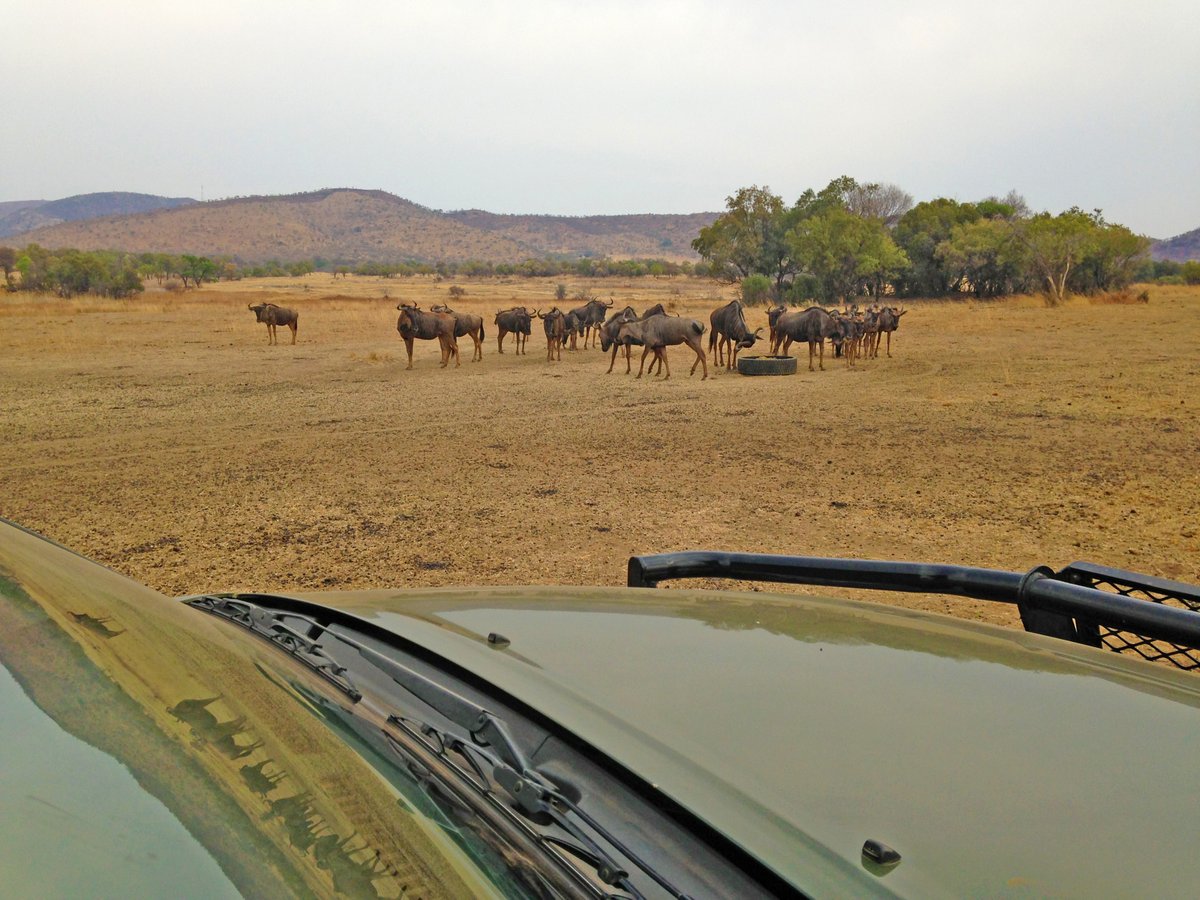 Kedar Lodge (@kedarlodge) on Twitter photo Embark on an unforgettable adventure at Kedar Heritage Lodge! Join us for an exhilarating game drive through breathtaking landscapes, where you’ll get up close with Africa’s iconic wildlife in their natural habitat 🦒
Book your experience today 014 573 3218 kedaradmin@rali.co.za Embark on an unforgettable adventure at Kedar Heritage Lodge! Join us for an exhilarating game drive through breathtaking landscapes, where you’ll get up close with Africa’s iconic wildlife in their natural habitat 🦒
Book your experience today 014 573 3218 kedaradmin@rali.co.za
