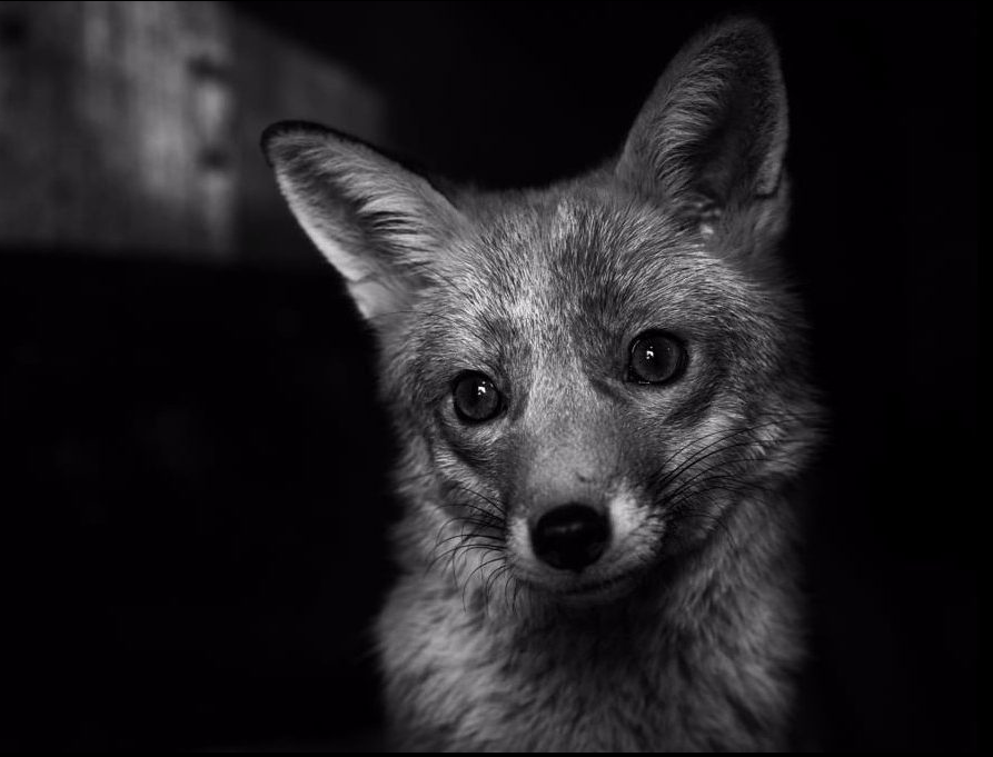 Just look at that face. Certainly not something to destroy for a sadistic kick.
#foxoftheday