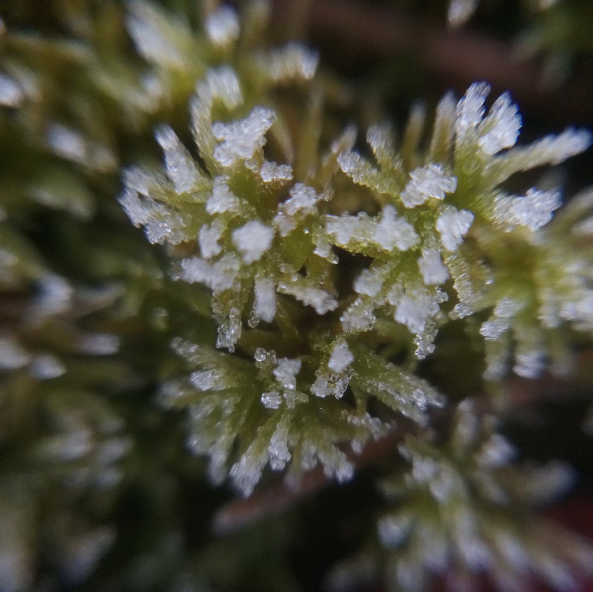 LX8111's tweet photo. #MagicOfMoss #MossMatters https://t.co/qF6Ta5Slxf