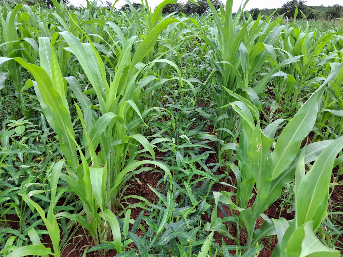 <a href="/RAIZ_project/">RAIZ</a> Sorghum in red soil demo ~ Sorghum-cowpea intercrop in red soil ~ Sole cowpea in red soil ~ Sorghum-cowpea intercrop red soil (NPK fertilizer) . Research in agriculture to produce scientific evidence to support policy is key.